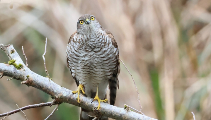 Les oiseaux à Paris : quelles évolutions?